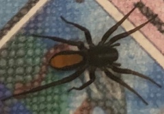 Castianeira descripta