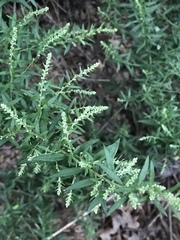 Artemisia vulgaris