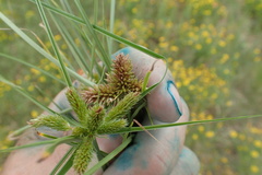 Cyperus aggregatus