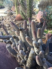 Tephrocactus diademata