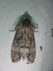 Dasylophia thyatiroides