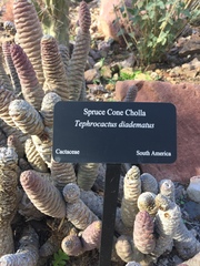 Tephrocactus diademata