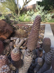 Tephrocactus diademata