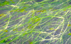 Zannichellia palustris