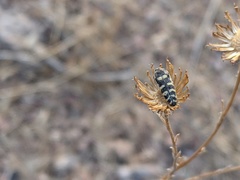 Acmaeodera alicia