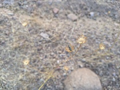 Acmaeodera alicia