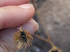 Acmaeodera alicia