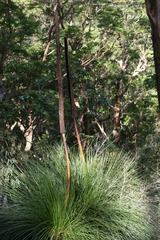 Xanthorrhoea glauca