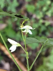 Hylodesmum pauciflorum