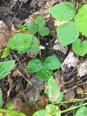 Hylodesmum pauciflorum