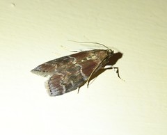 Euzophera ostricolorella