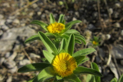 Asteriscus aquaticus