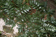 Arthropteris