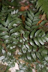 Arthropteris