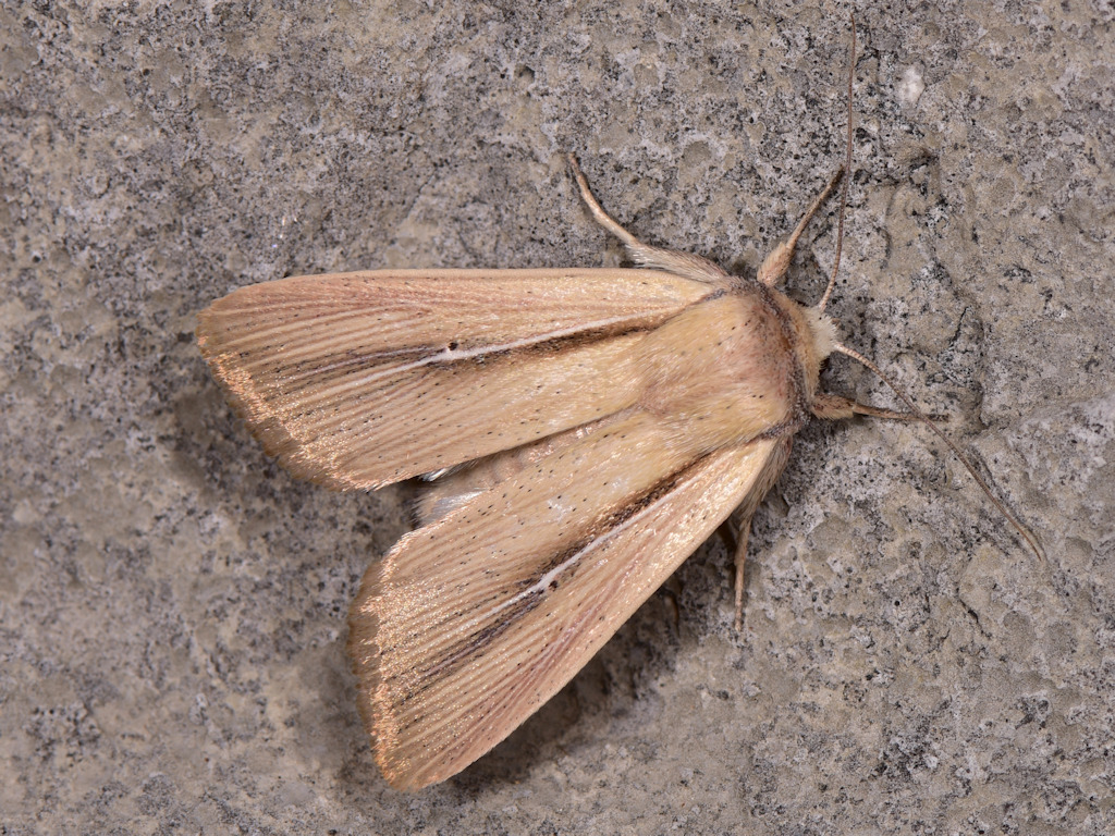 Mythimna prominens