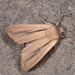 Mythimna prominens - Photo (c) Paolo Mazzei,  זכויות יוצרים חלקיות (CC BY-NC), הועלה על ידי Paolo Mazzei