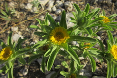 Asteriscus aquaticus