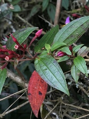 Monochaetum meridense