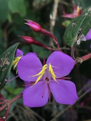 Monochaetum meridense