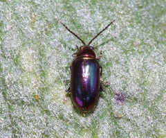 Altica torquata