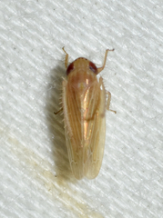 Graminella plana