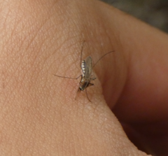 Aedes atlanticus