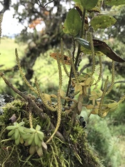Peperomia ilaloensis