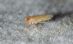Graminella plana
