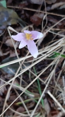 Colchicum autumnale