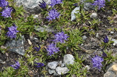 Phyteuma globulariifolium