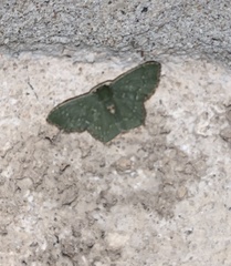 Chloropteryx nordicaria
