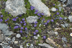 Phyteuma globulariifolium