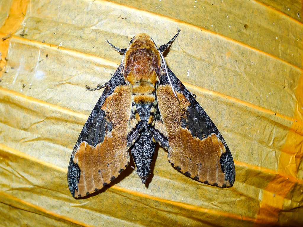 Manduca ochus