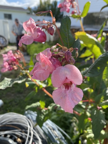 Impatiens glandulifera iNat (2)