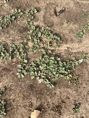 Malvella leprosa