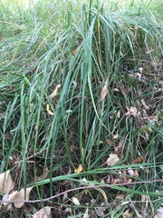Carex barbarae