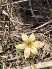 Romulea longipes