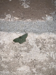 Chloropteryx nordicaria