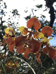 Cyrtochilum tetracopis