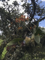 Cyrtochilum tetracopis