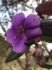 Andesanthus