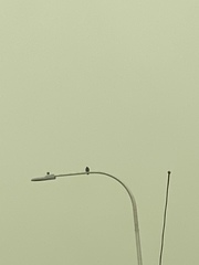 Corvus brachyrhynchos