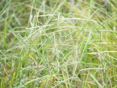 Paspalum laeve