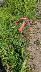 Phycella cyrtanthoides