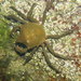 Northern Kelp Crab - Photo (c) Bridget Spencer, some rights reserved (CC BY-NC)