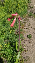 Phycella cyrtanthoides