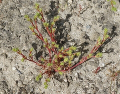 Lastarriaea coriacea