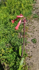 Phycella cyrtanthoides