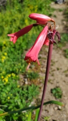 Phycella cyrtanthoides