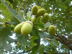 Quercus robur